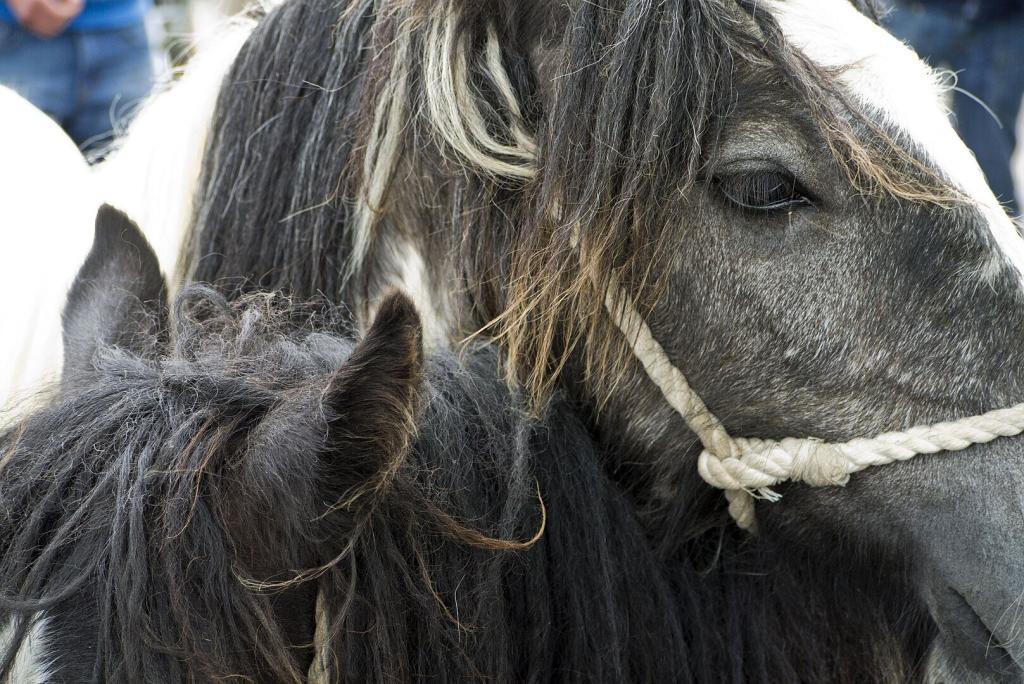 Horse Fairs and Shows in the UK: Appleby Horse Fair