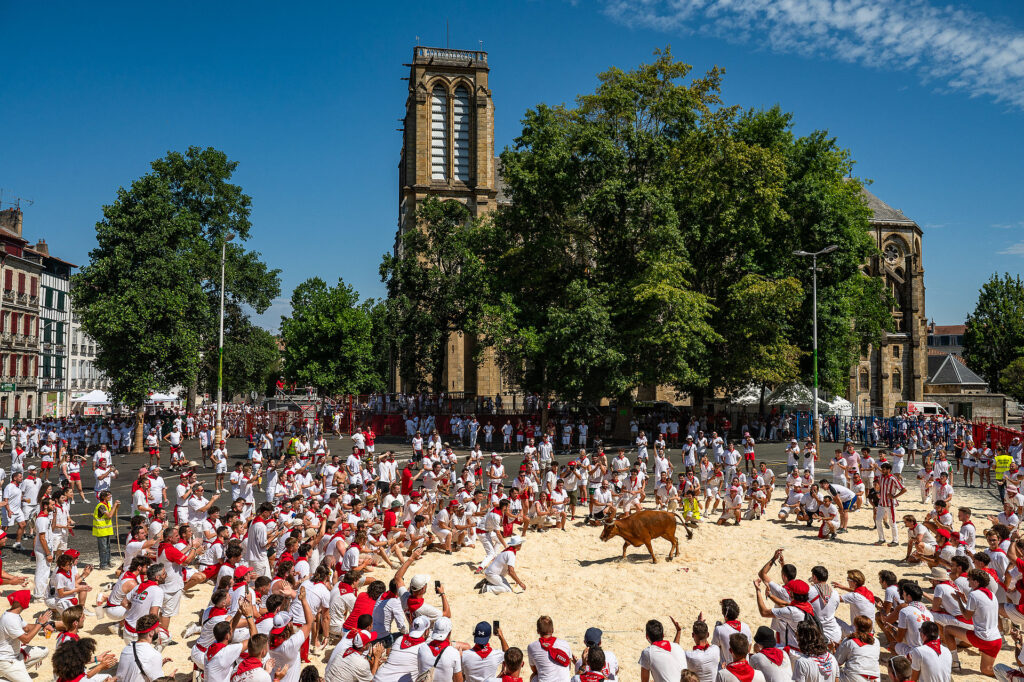 Fêtes de Bayonne - Courses de vaches place Paul-Bert © Mathieu Prat