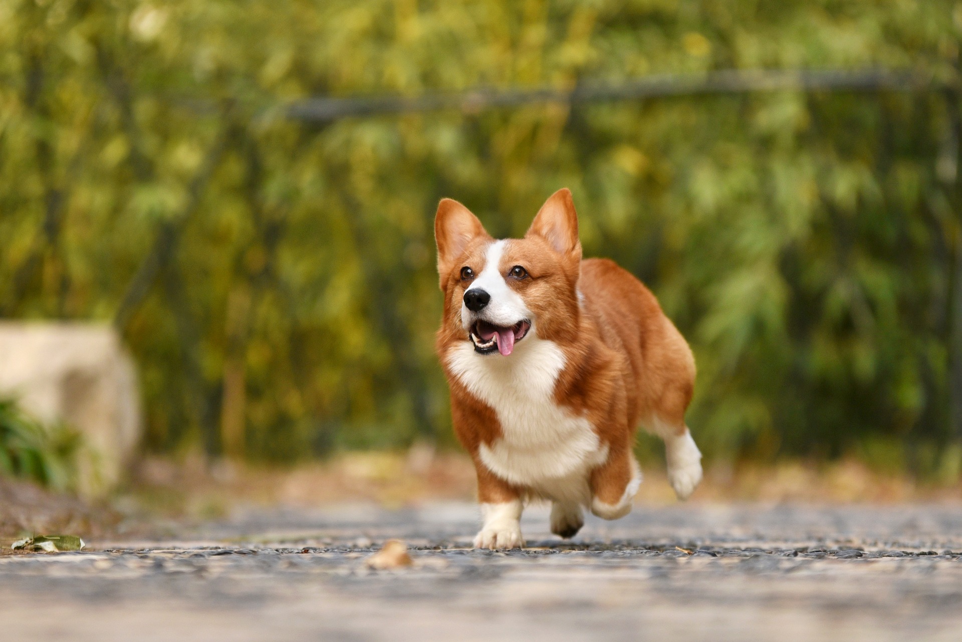Corgi Race Vilnius
